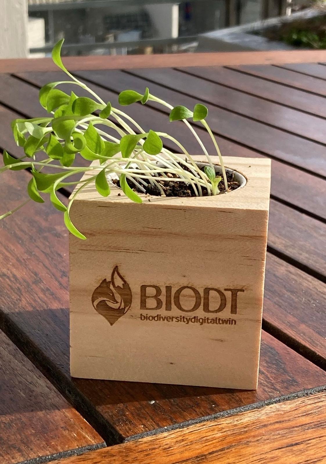 BIODT plantable cube